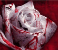 Rarest white true blood rose seeds 120 ct