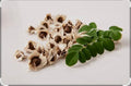 Organic Moringa Oleife